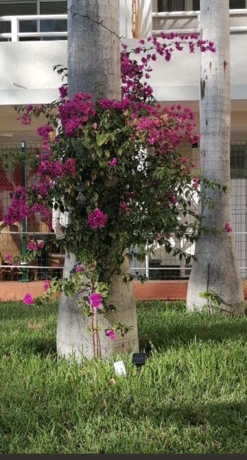 普拉亚戴尔雷安格莱斯Mama Yumbo公寓 外观 照片